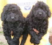 Schnoodle Puppies Black