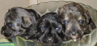 Schnoodle Puppies Black