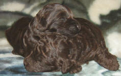 Chocolate Schnoodle Puppies