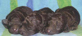 Chocolate Schnoodle Puppies