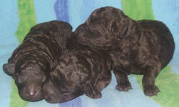 Chocolate Schnoodle Puppies