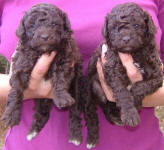 Chocolate Schnoodle Puppies