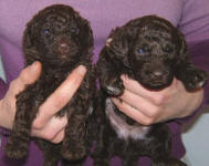 Chocolate Schnoodle Puppies