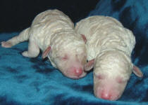 Schnoodle Puppies White and Cream