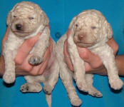 Schnoodle Puppies White and Cream