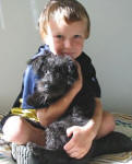 Schnoodle Puppy Black