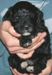 Schnoodle Puppy Black