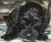 Schnoodle Puppy Black