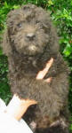 Schnoodle Puppy Black