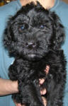 Schnoodle Puppy Black