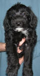 Schnoodle Puppy Black