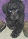 Schnoodle Puppy Black