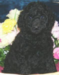 Schnoodle Puppy Black