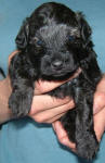 Schnoodle Puppy Black