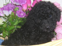 Schnoodle Puppy Black