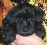 Schnoodle Puppy Black