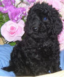 Schnoodle Puppy Black