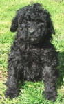 Schnoodle Puppy Black