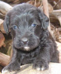 Schnoodle Puppy Black