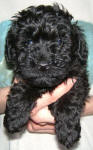 Schnoodle Puppy Black