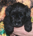 Schnoodle Puppy Black