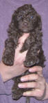 Chocolate Schnoodle Puppy