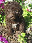 Chocolate Schnoodle Puppy