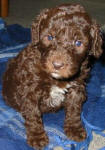 Chocolate Schnoodle Puppy