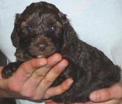 Chocolate Schnoodle Puppy