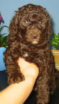 Chocolate Schnoodle Puppy