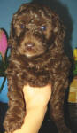 Chocolate Schnoodle Puppy