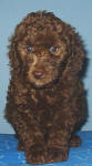 Chocolate Schnoodle Puppy