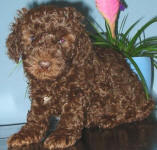 Chocolate Schnoodle Puppy