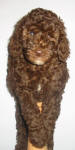 Chocolate Schnoodle Puppy