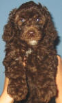 Chocolate Schnoodle Puppy