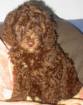 Chocolate Schnoodle Puppy