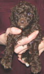 Chocolate Schnoodle Puppy