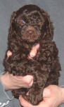 Chocolate Schnoodle Puppy