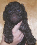 Chocolate Schnoodle Puppy