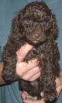 Chocolate Schnoodle Puppy