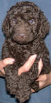 Chocolate Schnoodle Puppy