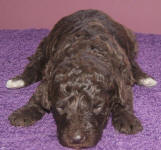 Chocolate Schnoodle Puppy