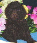 Chocolate Schnoodle Puppy