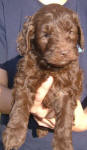 Chocolate Schnoodle Puppy