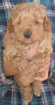 Red Schnoodle Puppy