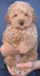 Red Schnoodle Puppy