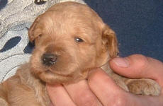 Red Schnoodle Puppy