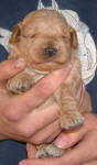 Red Schnoodle Puppy