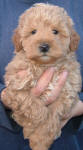 Red Schnoodle Puppy