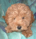 Red Schnoodle Puppy